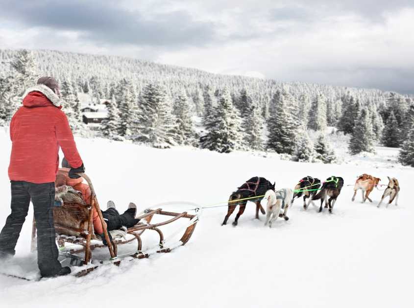 Dog sledding Dog sledding in Breckenridge